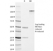 SDS-PAGE analysis of purified, BSA-free DOG1 antibody (clone DG1/447) as confirmation of integrity and purity.