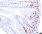 BrdU antibody BRD469 immunohistochemistry intestine 10X