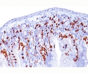 BrdU antibody BRD494 immunohistochemistry intestine 10X