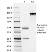 SDS-PAGE Analysis of Purified, BSA-Free Acidic Cytokeratin Antibody (clone AE1). Confirmation of Integrity and Purity of the Antibody.