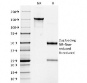 SDS-PAGE Analysis of Purified, BSA-Free Basic Cytokeratin Antibody (clone AE3). Confirmation of Integrity and Purity of the Antibody.