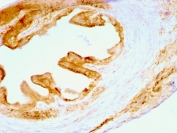 IHC testing of FFPE rat oviduct and Multi Cytokeratin antibody (clone C11).