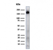 Western blot testing of human spleen tissue lysate with CD45RA antibody. Expected molecular weight: 147-220 kDa depending on glycosylation level.
