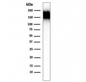 Western blot testing of human spleen lysate with CD45RA antibody (clone SPM504). Expected molecular weight: 147-220 kDa depending on glycosylation level.