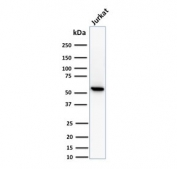 Western blot testing of human Jurkat cell lysate with TOP1MT antibody (clone TOP1MT/488). Predicted molecular weight ~66 kDa.