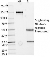SDS-PAGE Analysis of Purified, BSA-Free recombinant Secretory Component Glycoprotein Antibody (clone rECM1/792). Confirmation of Integrity and Purity of the Antibody.