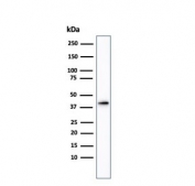 Western blot testing of human kidney lysate with AMACR antibody. Predicted molecular weight ~43 kDa.