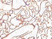 IHC: Formalin-fixed, paraffin-embedded human placental tissue stained with Placental Alkaline Phosphatase antibody (clone PL8-F6). HIER: boil tissue sections in pH 9 10mM Tris with 1mM EDTA for 20 min and allow to cool before testing.