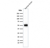 Western blot testing of human brain lysate with GFAP antibody cocktail (clones GA-5 + ASTRO/789). Predicted molecular weight ~50 kDa.
