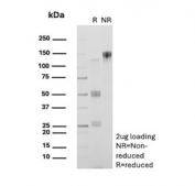 SDS-PAGE analysis of purified, BSA-free CD13 antibody (clone B-F10) as confirmation of integrity and purity.