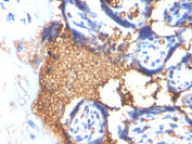 IHC-P: Formalin-fixed, paraffin-embedded human placenta stained with Glycophorin A antibody (clone GYPA/280).
