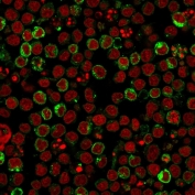Immunofluorescent staining of human Ramos cells with HLA-DRB1 antibody (clone LN3, green) and Reddot nuclear stain (red).