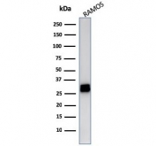 Western blot testing of human Ramos cell lysate with HLA-DRB1 antibody (clone LN3). Expected molecular weight ~30 kDa.