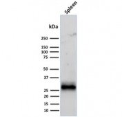 Western blot testing of human spleen tissue lysate with HLA-DRB1 antibody cocktail (clones LN3 + HLA-DRB/1067). Expected molecular weight ~30 kDa.