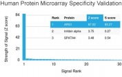 Analysis of HuProt(TM) microarray containing more than 19,000 full-length human proteins using Arginase 1 antibody (clone ARG1/1125). These results demonstrate the foremost specificity of the ARG1/1125 mAb. Z- and S- score: The Z-score represents the strength of a signal that an antibody (in combination with a fluorescently-tagged anti-IgG secondary Ab) produces when binding to a particular protein on the HuProt(TM) array. Z-scores are described in units of standard deviations (SD's) above the mean value of all signals generated on that array. If the targets on the HuProt(TM) are arranged in descending order of the Z-score, the S-score is the difference (also in units of SD's) between the Z-scores. The S-score therefore represents the relative target specificity of an Ab to its intended target.