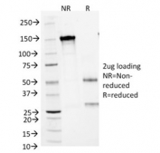 SDS-PAGE analysis of purified, BSA-free Arginase 1 antibody (clone ARG1/1125) as confirmation of integrity and purity.