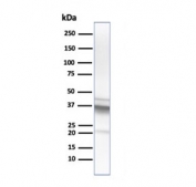 Western blot analysis of human liver lysate using Arginase 1 antibody (ARG1/1125). Predicted molecular weight ~35 kDa.