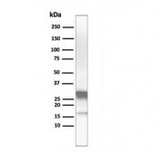 Western blot analysis of human liver lysate using Arginase 1 antibody (ARG1/1126). Predicted molecular weight ~35 kDa.