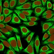 Immunofluorescent staining of human HeLa cells with CK18 antibody (clone KRT18/836, green) and Reddot nuclear stain (red).