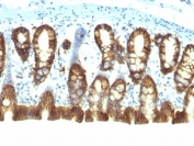 IHC: Formalin-fixed, paraffin-embedded rat colon stained with EpCAM antibody (clone EGP40/1110).