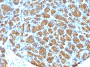 IHC analysis of FFPE human pancreas tested with MFGE8 antibody (clone MFG-06).
