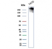 Western blot testing of human T-47D cell lysate with MUC1 antibody (clone HMPV). This glycoprotein is commonly visualized between 120~500 kDa.
