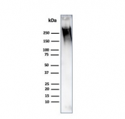 Western blot testing of human MCF7 cell lysate with MUC1 antibody. This glycoprotein is commonly visualized between 120~500 kDa.