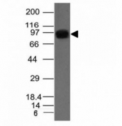 Western blot of A431 cell lysate using Nucleolin antibody.