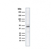 Western blot testing of human PC-3 cell lysate with ODC antibody. Predicted molecular weight ~51 kDa.
