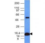 Western blot analysis of human heart lysate using Cytochrome C antibody (CYCS/1010). Predicted molecular weight: 12~14 kDa.
