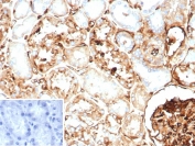 IHC staining of FFPE human kidney tissue with Beta-2 Microglobulin antibody (clone BBM.1). HIER: boil tissue sections in pH 9 10mM Tris with 1mM EDTA for 20 min and allow to cool before testing.