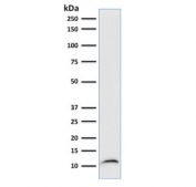 Western blot testing of human Raji cell lysate with Beta-2-Microglobulin antibody (clone B2M/961).