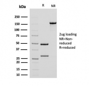 SDS-PAGE analysis of purified, BSA-free Alpha Smooth Muscle Actin antibody antibody (clone ACTA2/791) as confirmation of integrity and purity.