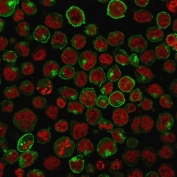 Immunofluorescent staining of PFA-fixed human K562 cells with unlabeled Transferrin Receptor antibody (clone TFRC/1059, green) and Reddot nuclear stain (red).
