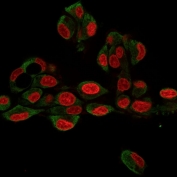 Immunofluorescent staining of human HepG2 cells with GRP94 antibody (clone 9G10.F8.2, green) and Reddot nuclear stain (red).
