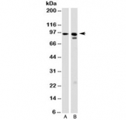 Western blot testing of A) human HeLa and B) mouse NIH3T3 cell lysate with GRP94 antibody (clone 9G10.F8.2). Expected molecular weight: 94~96 kDa.