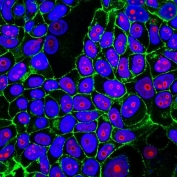 Immunofluorescent staining of human MCF7 cells with Cyclin B1 antibody (clone CCNB1/1098, red), phalloidin (actin, green) and Hoechst (nuclei, blue).