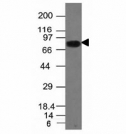 Western blot analysis of Daudi cell lysate using CD86 antibody (clone C86/1146).