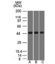 Western blot testing of A) K562, B) HEK293 and C) A549 lysate using Napsin A antibody. Predicted molecular weight ~45 kDa.