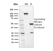 SDS-PAGE analysis of purified, BSA-free CD36 antibody (clone GPIIIb/1654) as confirmation of integrity and purity.