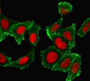 Immunofluorescence staining of human HeLa cells with CD44 antibody (green, clone DF1485) and Reddot nuclear stain (red).