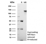 SDS-PAGE analysis of purified, BSA-free CD70 antibody (clone BU69) as confirmation of integrity and purity.