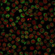 Immunofluorescent staining of PFA-fixed human Raji cells with CD79a antibody (green, clone IGA/764) and Reddot nuclear stain (red).