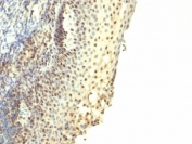 IHC: Formalin-fixed, paraffin-embedded human tonsil stained with IPO-38 antibody.
