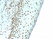 IHC: Formalin-fixed, paraffin-embedded human tonsil stained with Nuclear Marker antibody (clone NM106).