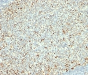IHC: Formalin-fixed, paraffin-embedded human tonsil stained with anti-Mitochondrial antibody (clone AE-1).