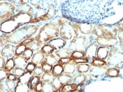 IHC: Formalin-fixed, paraffin-embedded human tonsil stained with anti-Mitochondrial antibody (clone AE-1).