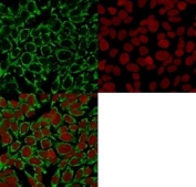 Immunofluorescent staining of human HeLa cells with anti-Mitochondrial antibody (clone AE-1, green) and Reddot nuclear stain (red).