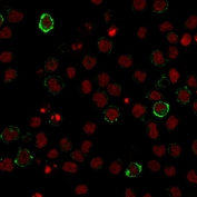 Immunofluorescent staining of human U937 cells with CD15 antibody (clone Leu-M1, green) and Reddot nuclear stain (red).