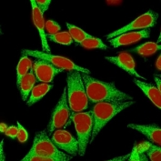 Immunofluorescent staining of human HeLa cells with Calnexin antibody (green) (clone CANX/1541). RedDot used as nuclear counterstain (red).